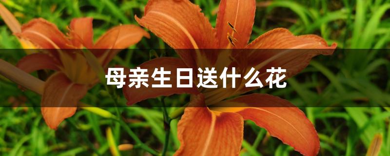 母亲生日送什么花 母亲生日送什么花