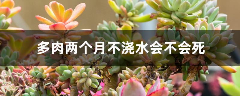 多肉两个月不浇水会不会死 多肉两个月不浇水会不会死