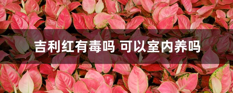 吉利红有毒吗 可以室内养吗 吉利红有毒吗 可以室内养吗