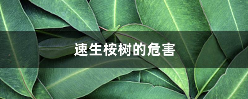 速生桉树的危害 速生桉树的危害