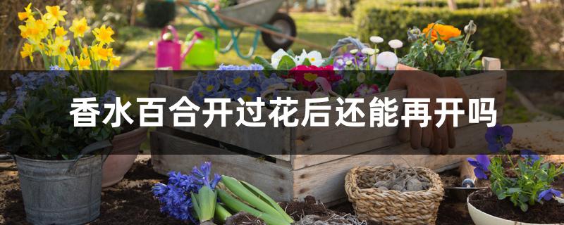 香水百合开过花后还能再开吗 香水百合开过花后还能再开吗