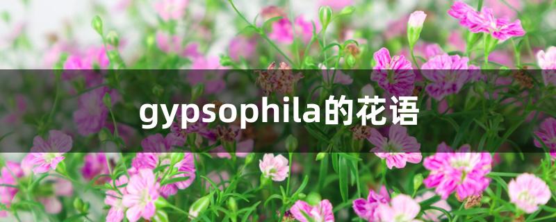 gypsophila的花语 gypsophila的花语