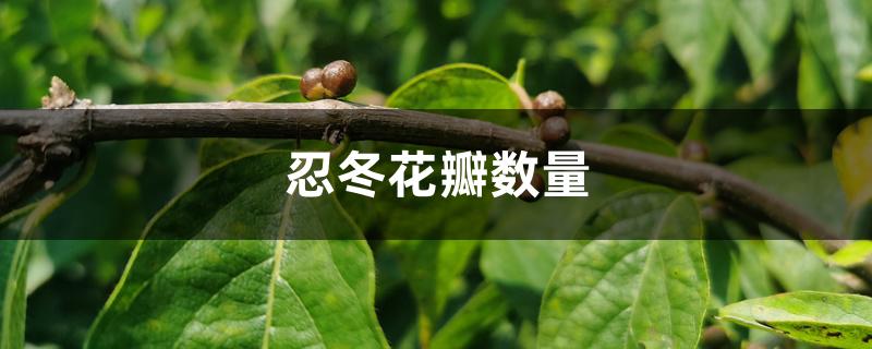 忍冬花瓣数量 忍冬花瓣数量