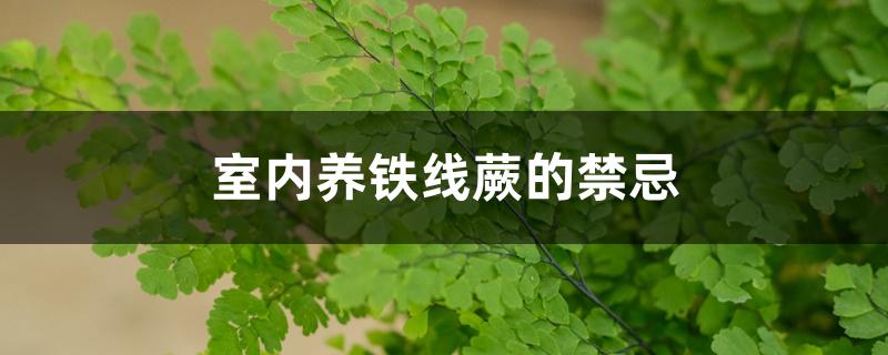 室内养铁线蕨的禁忌 室内养铁线蕨的禁忌