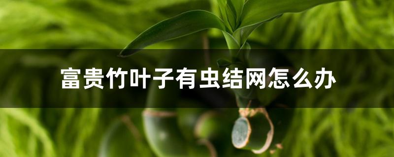富贵竹叶子有虫结网怎么办 富贵竹叶子有虫结网怎么办