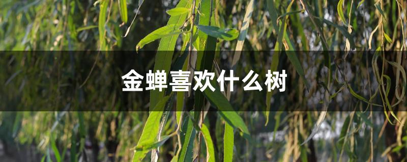 金蝉喜欢什么树 金蝉喜欢什么树