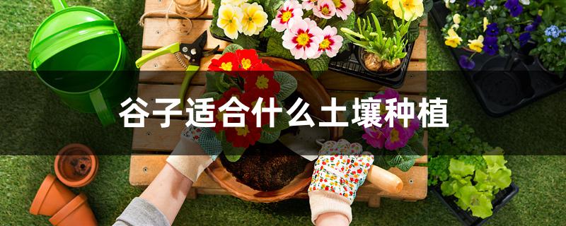 谷子适合什么土壤种植 谷子适合什么土壤种植