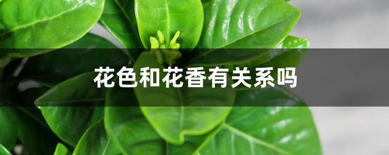 花色和花香有关系吗 花色和花香有关系吗