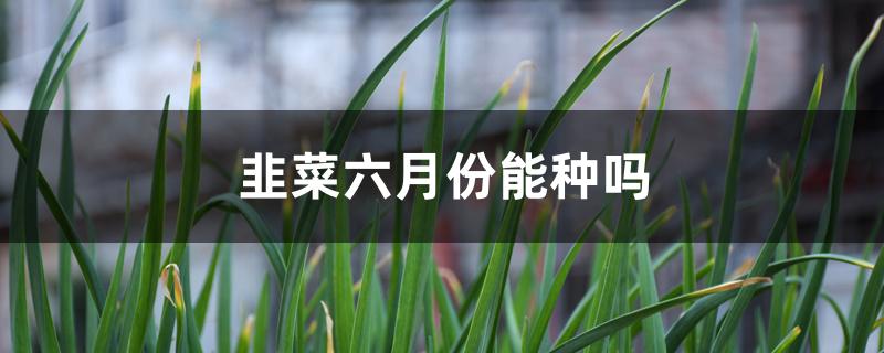 韭菜六月份能种吗 韭菜六月份能种吗