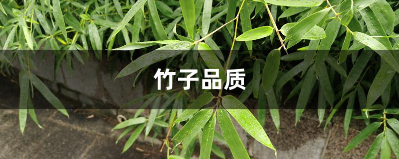 竹子品质 竹子品质