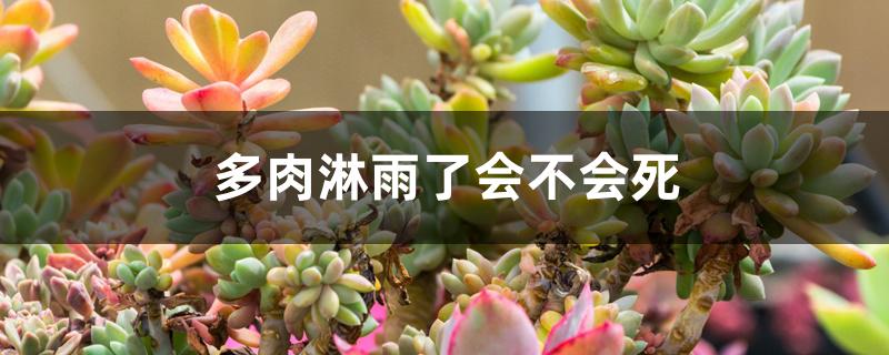 多肉淋雨了会不会死 多肉淋雨了会不会死