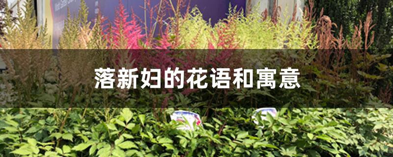 落新妇的花语和寓意 落新妇的花语和寓意