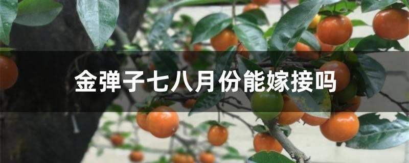 金弹子七八月份能嫁接吗 金弹子七八月份能嫁接吗