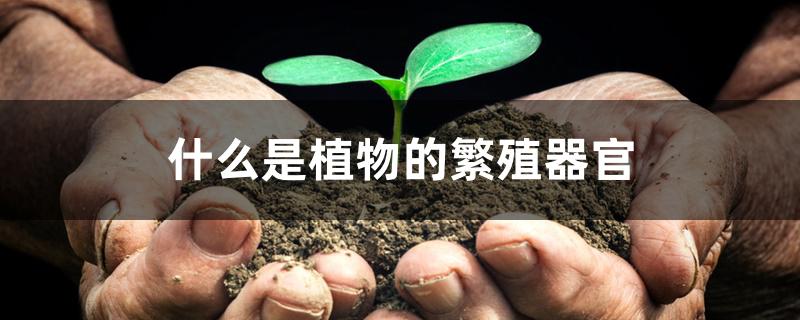 什么是植物的繁殖器官 什么是植物的繁殖器官