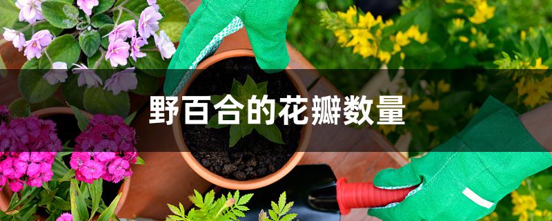 野百合的花瓣数量 野百合的花瓣数量