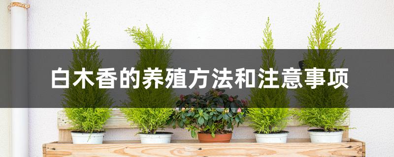 白木香的养殖方法和注意事项 白木香的养殖方法和注意事项