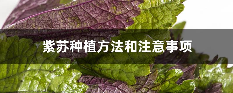 紫苏种植方法和注意事项 紫苏种植方法和注意事项