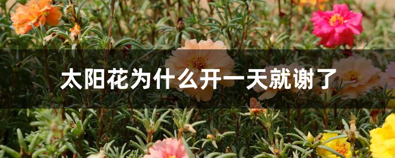 太阳花为什么开一天就谢了 太阳花为什么开一天就谢了