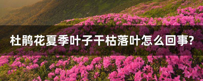 杜鹃花夏季叶子干枯落叶怎么回事? 杜鹃花夏季叶子干枯落叶怎么回事?