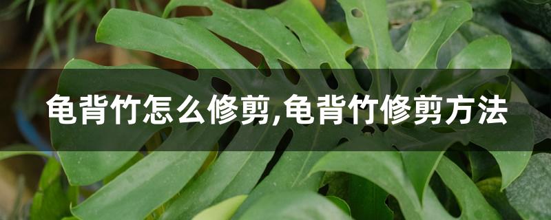 龟背竹怎么修剪,龟背竹修剪方法 龟背竹怎么修剪,龟背竹修剪方法