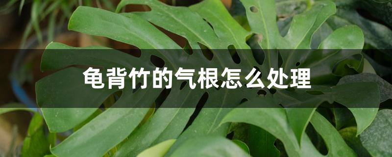 龟背竹的气根怎么处理 龟背竹的气根怎么处理