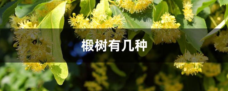 椴树有几种 椴树有几种