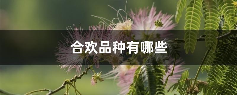 合欢品种有哪些 合欢品种有哪些
