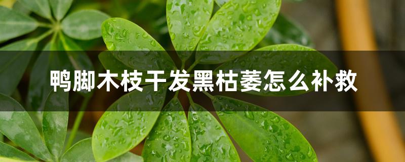 鸭脚木枝干发黑枯萎怎么补救 鸭脚木枝干发黑枯萎怎么补救