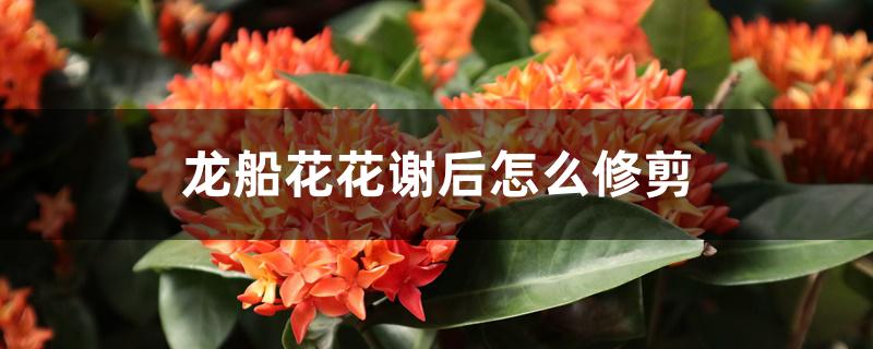 龙船花花谢后怎么修剪 龙船花花谢后怎么修剪