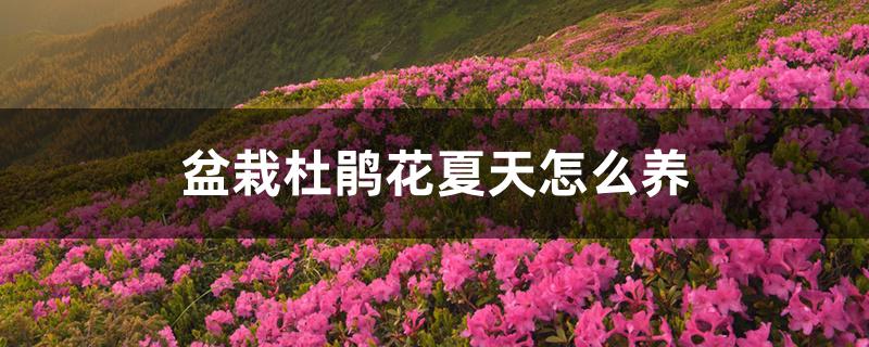 盆栽杜鹃花夏天怎么养 盆栽杜鹃花夏天怎么养