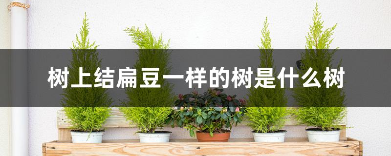 树上结扁豆一样的树是什么树 树上结扁豆一样的树是什么树