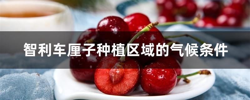 智利车厘子种植区域的气候条件 智利车厘子种植区域的气候条件