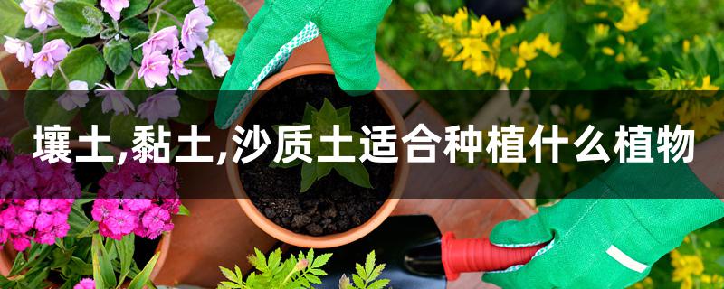 壤土,黏土,沙质土适合种植什么植物 壤土,黏土,沙质土适合种植什么植物