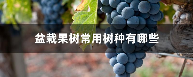 盆栽果树常用树种有哪些 盆栽果树常用树种有哪些