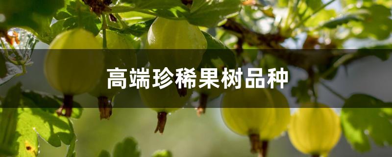 高端珍稀果树品种 高端珍稀果树品种