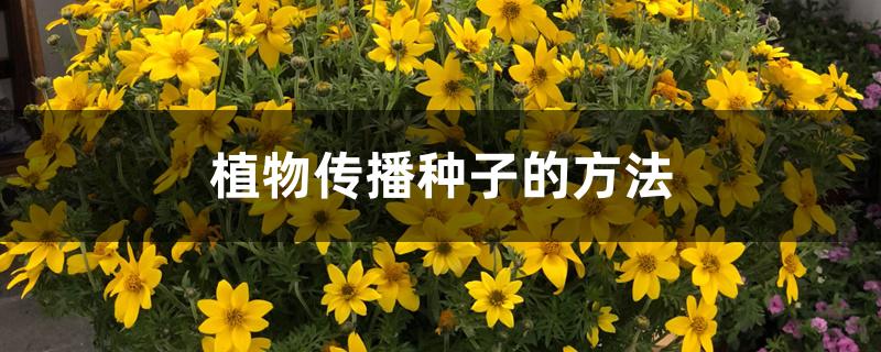植物传播种子的方法 植物传播种子的方法