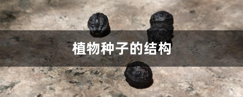 植物种子的结构 植物种子的结构