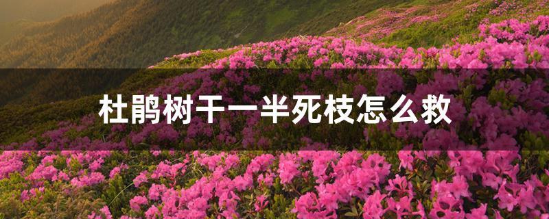 杜鹃树干一半死枝怎么救 杜鹃树干一半死枝怎么救