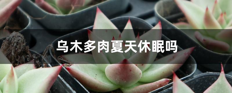 乌木多肉夏天休眠吗 乌木多肉夏天休眠吗