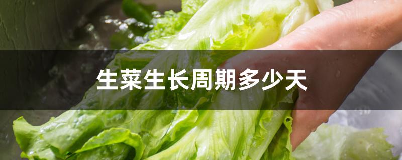 生菜生长周期多少天 生菜生长周期多少天