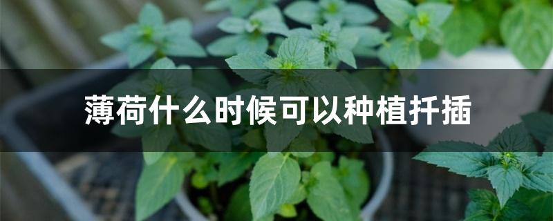 薄荷什么时候可以种植扦插 薄荷什么时候可以种植扦插
