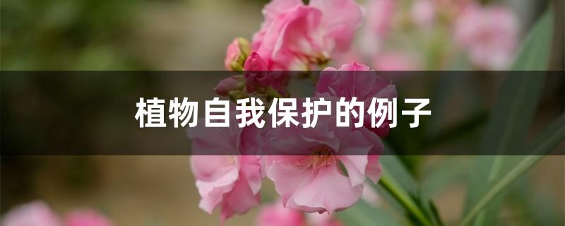 植物自我保护的例子 植物自我保护的例子