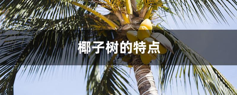 椰子树的特点 椰子树的特点