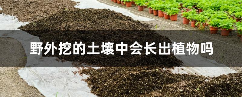 野外挖的土壤中会长出植物吗 野外挖的土壤中会长出植物吗