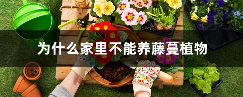为什么家里不能养藤蔓植物 为什么家里不能养藤蔓植物