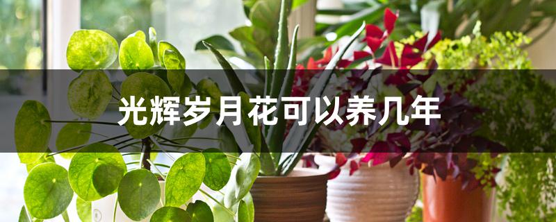 光辉岁月花可以养几年 光辉岁月花可以养几年