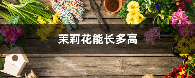 茉莉花能长多高 茉莉花能长多高