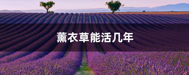 薰衣草能活几年 薰衣草能活几年