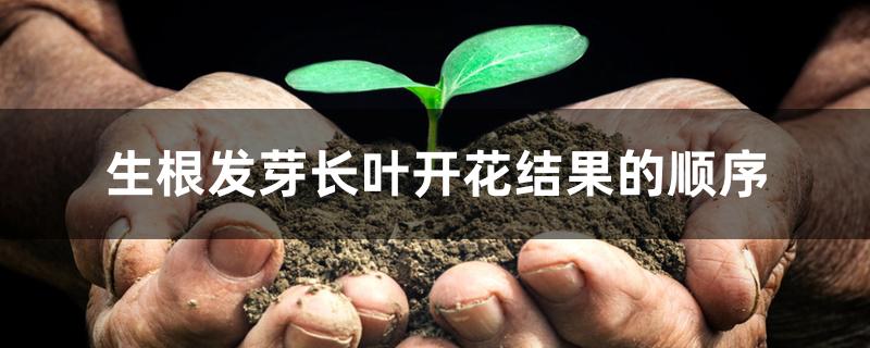生根发芽长叶开花结果的顺序 生根发芽长叶开花结果的顺序