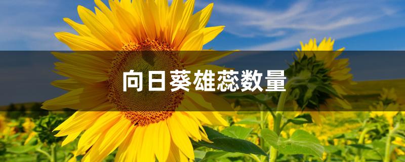 向日葵雄蕊数量